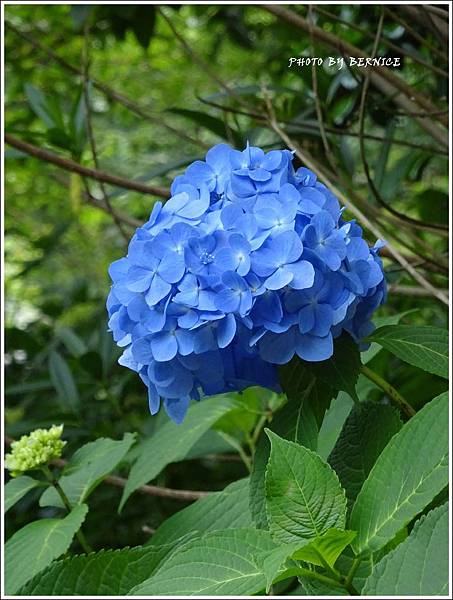日本花卉 奈良大和郡山紫陽花名所 矢田寺 京都bernice部落格 痞客邦