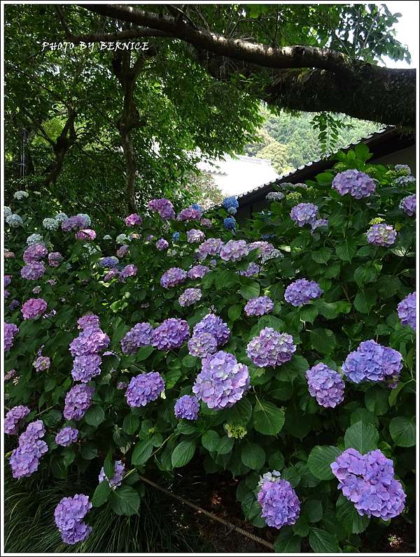 日本花卉 奈良大和郡山紫陽花名所 矢田寺 京都bernice部落格 痞客邦