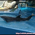 海豚3.jpg