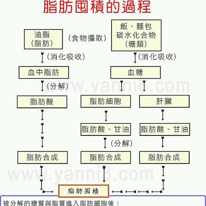 脂肪囤積過程