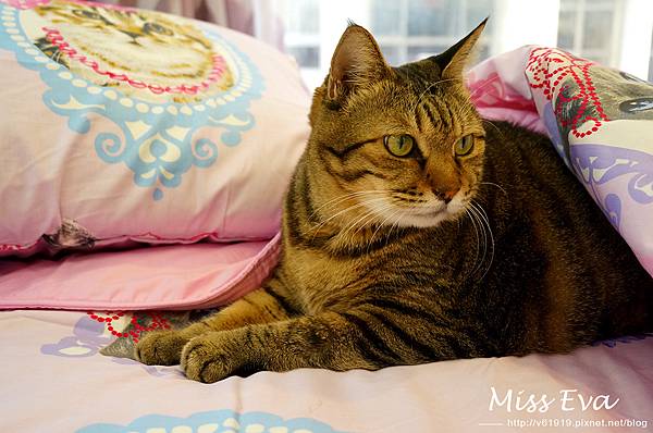 DSC09633.jpg DSC09633.jpg