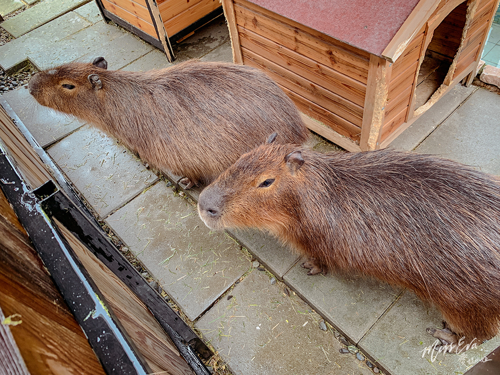 天使星夢渡假村_水豚君-2.jpg 天使星夢渡假村_水豚君-2.jpg
