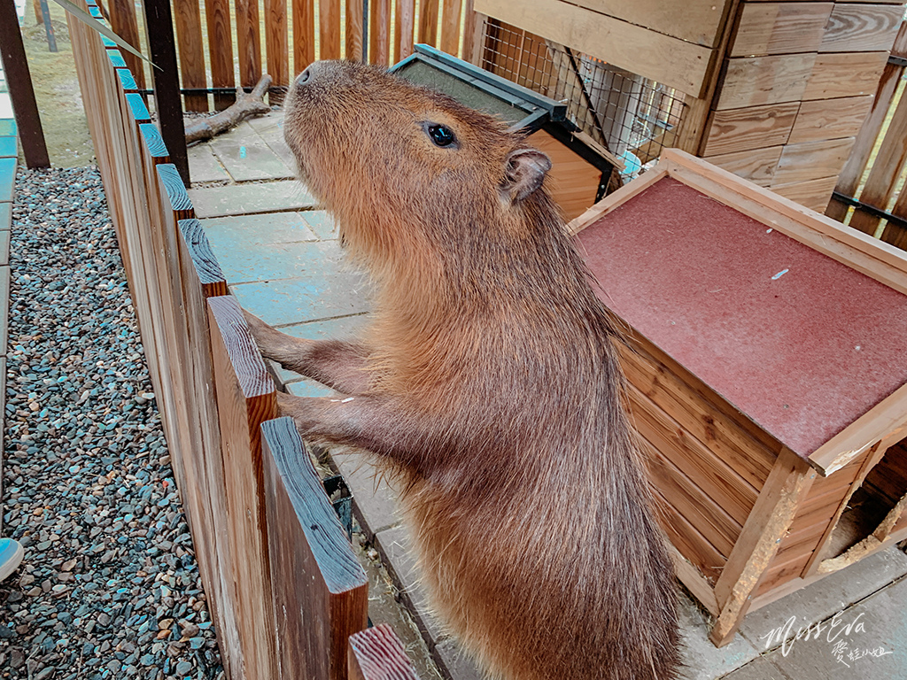 天使星夢渡假村_水豚君-1.jpg 天使星夢渡假村_水豚君-1.jpg