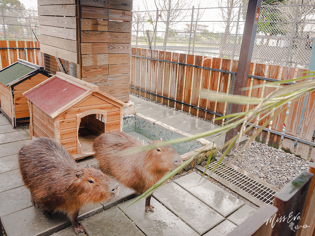 天使星夢渡假村_水豚君-4.jpg 天使星夢渡假村_水豚君-4.jpg
