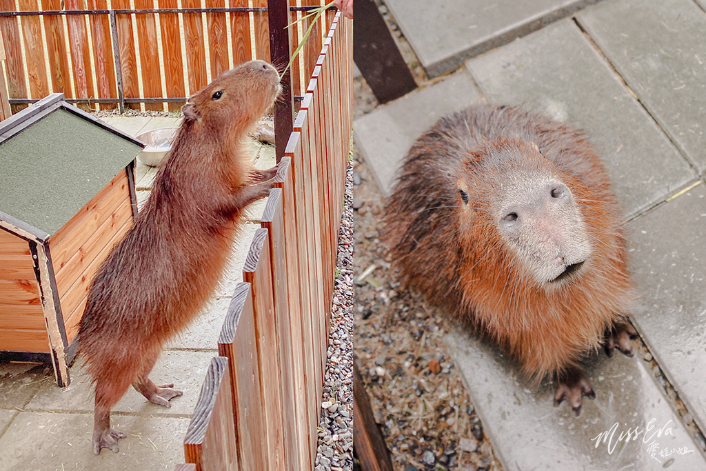 天使星夢渡假村_水豚君-5.jpg 天使星夢渡假村_水豚君-5.jpg
