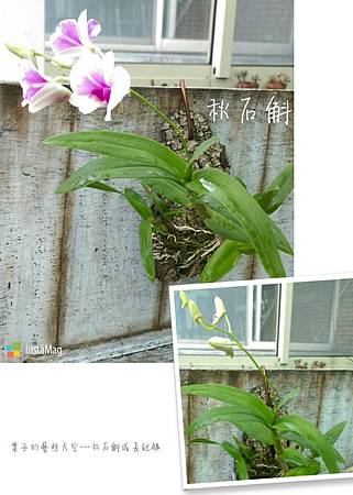 樹片上的秋石斛