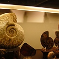 科學博物館的化石紀念品區2