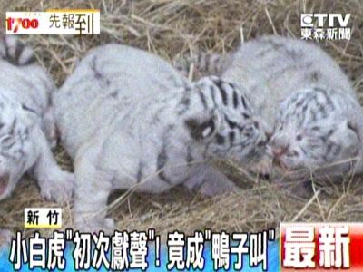 小白虎「初次獻聲」！ 竟成「鴨子叫」