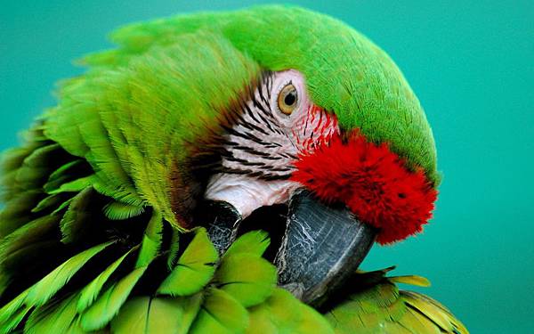 wallpapers-birds-green-animals-parrot-wallpaper-bird.jpg