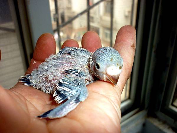 baby-parakeet