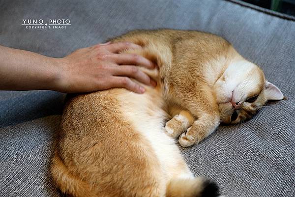 醉貓Drunk Cat 餐酒貓咪控東區餐酒館195.jpg