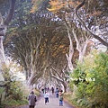 The Dark Hedges.JPG