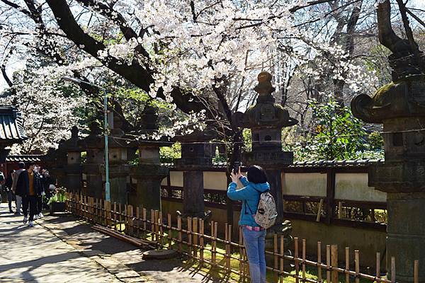 2023(春)櫻花-東京五日遊D3(3/20)：上野恩賜公園