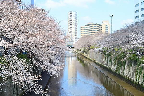 2023(春)櫻花-東京五日遊D5(3/22)：築地外市場+