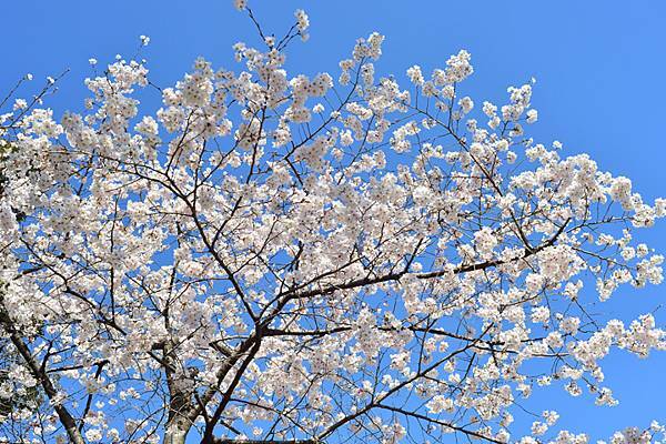2023(春)櫻花-東京五日遊D3(3/20)：上野恩賜公園