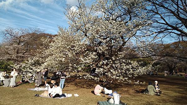 2023(春)櫻花-東京五日遊D3(3/20)：上野恩賜公園