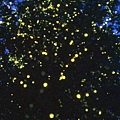 fireflies-of-amphawa.jpg