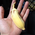 MINI香蕉