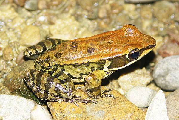 16a.拉都希氏赤蛙.jpg 16a.拉都希氏赤蛙.jpg