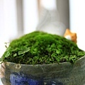 _MG_5077.JPG