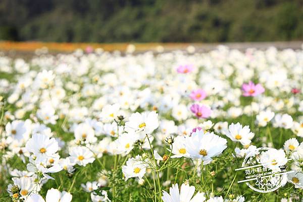 _MG_8610.JPG _MG_8610.JPG