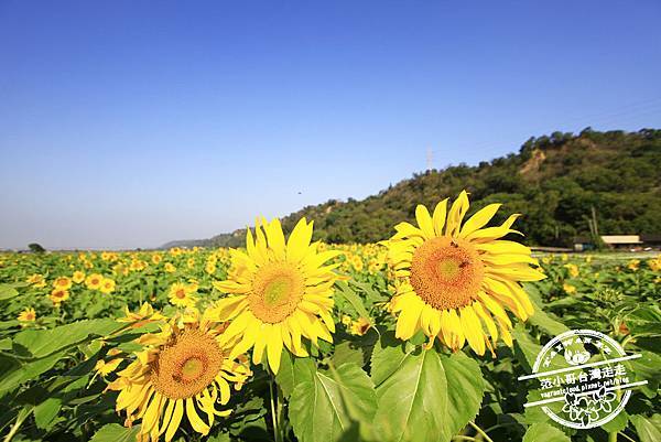 _MG_8688.JPG _MG_8688.JPG