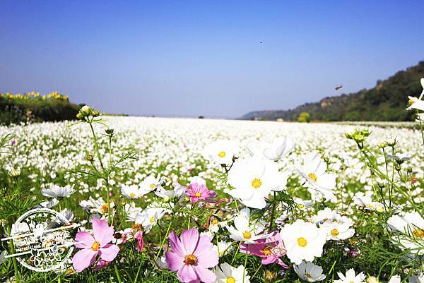 _MG_8693.JPG _MG_8693.JPG