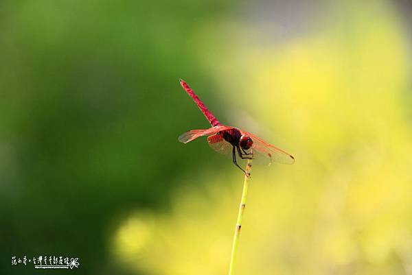 _MG_5207.JPG _MG_5207.JPG