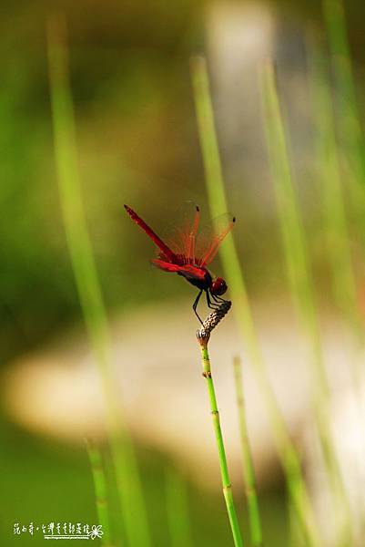 _MG_5204.JPG _MG_5204.JPG