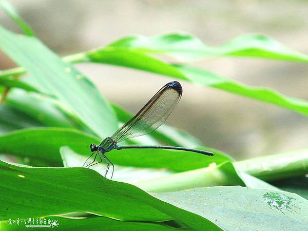 DSC01974.JPG DSC01974.JPG