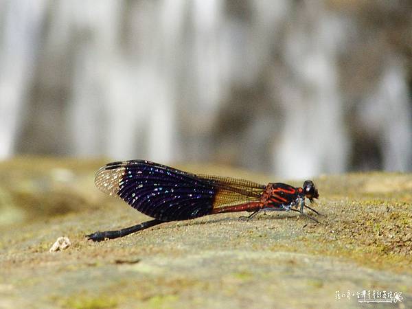 丁子蘭溪9.JPG 丁子蘭溪9.JPG