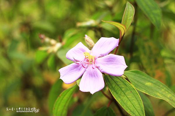 _MG_1455.JPG _MG_1455.JPG