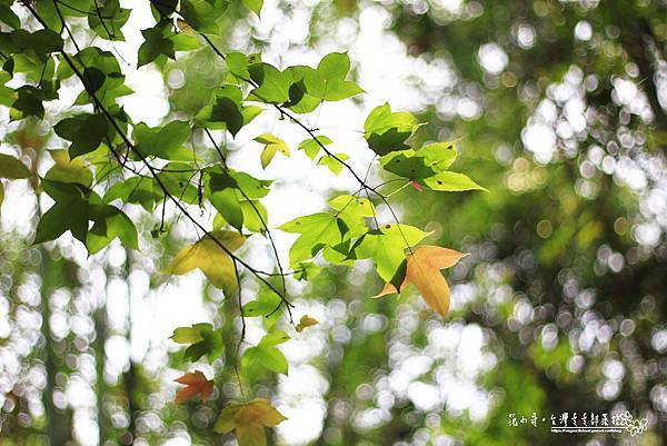 _MG_1485.JPG _MG_1485.JPG