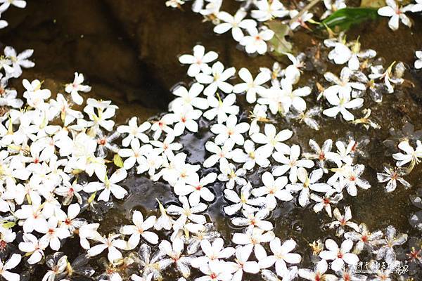 _MG_1565.JPG _MG_1565.JPG