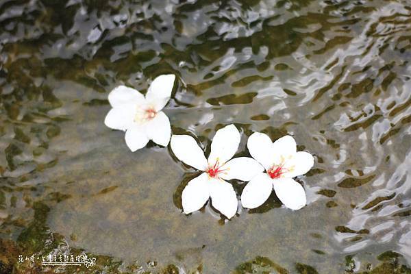 _MG_1633.JPG _MG_1633.JPG