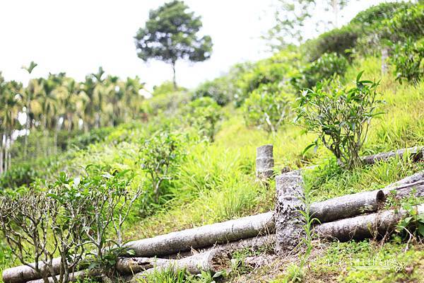 _MG_1866.JPG _MG_1866.JPG