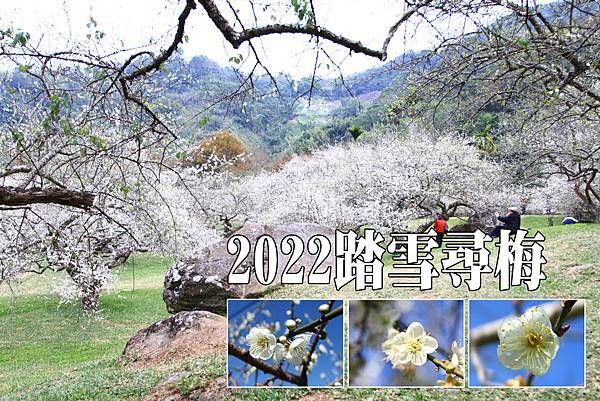 2022踏梅花.jpg 2022踏梅花.jpg