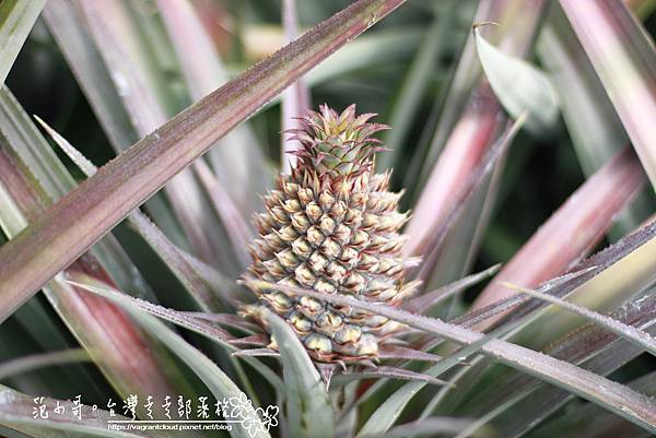 _MG_5173.JPG _MG_5173.JPG