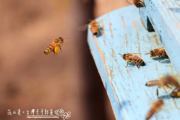 closeup-honeybees-flying-blue-painted-wooden-surface-sunlight-daytime.jpg