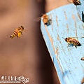 closeup-honeybees-flying-blue-painted-wooden-surface-sunlight-daytime.jpg