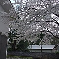 白色櫻花也很美