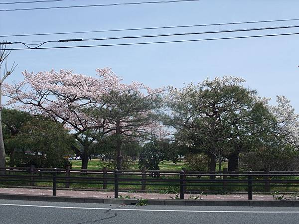 公園還有櫻花耶