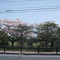 公園還有櫻花耶