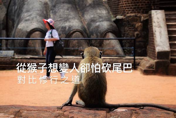 從猴子想變人卻怕砍尾巴,對比修行之道1.jpg 從猴子想變人卻怕砍尾巴,對比修行之道1.jpg
