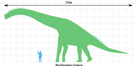 800px-Brachiosaurus_scale.svg.png