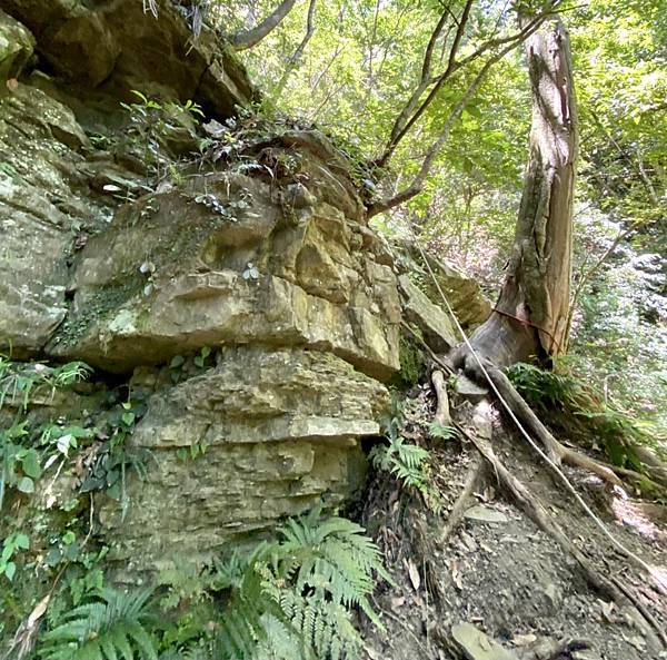 苗栗水雲三星老大「虎山」，肉腳挑戰「中級山裡的大霸尖山」