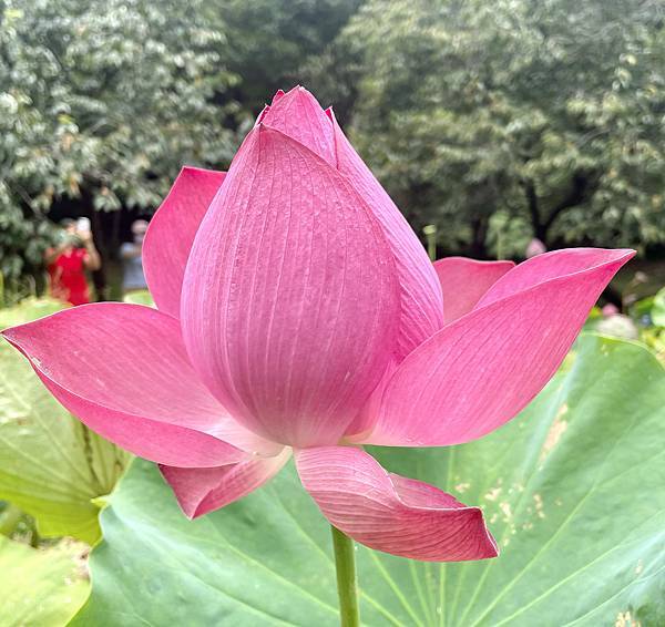 陽明山 I 炎夏輕輕鬆鬆在陽明山的一日避暑吃喝玩樂趣