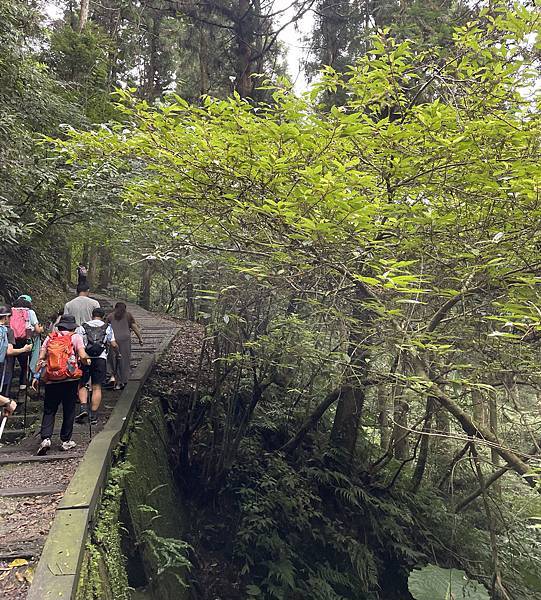 桃園東眼山森林遊樂區「東眼山自導式步道」、「森林知性步道」和