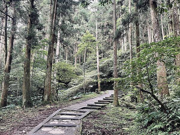 桃園東眼山森林遊樂區「東眼山自導式步道」、「森林知性步道」和