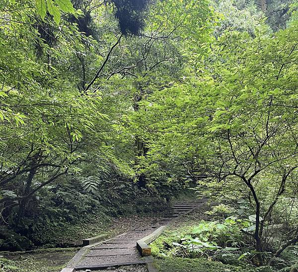 桃園東眼山森林遊樂區「東眼山自導式步道」、「森林知性步道」和